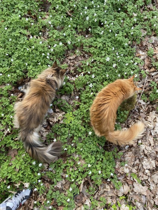 Två katter i en skog bland vitsippor, en tittar nyfiket på en gren, den andra utforskar området.