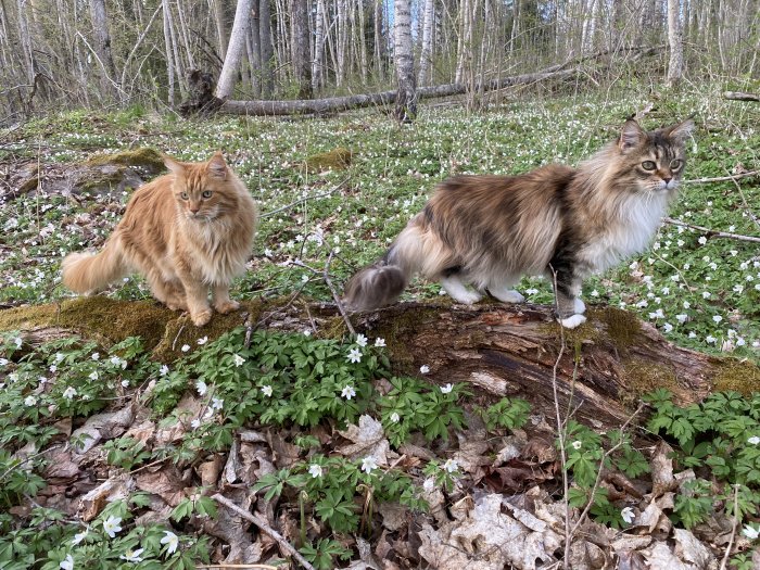 Två katter på en mossa-täckt gren i en vitsippsklädd skog.