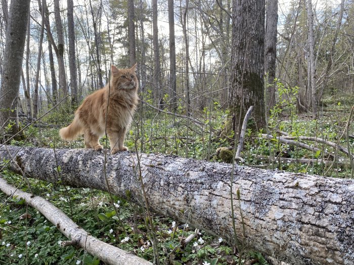 Orange katt på en fallande stock i skog med vitsippor runtomkring.