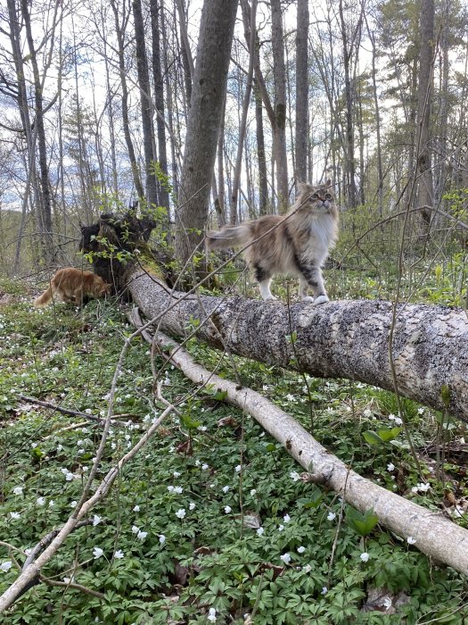 Två katter utforskar en skog med vitsippor och fallna trädstammar.