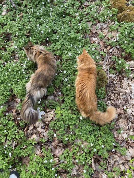 Två katter bland vitsippor i skogen, en skogspromenad med husdjuren Alice och Azrael (Fajbjoj).