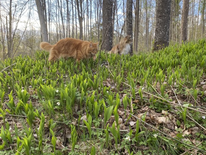 Två långhåriga katter utforskar en skog med spirande gröna växter och vitsippor på våren.