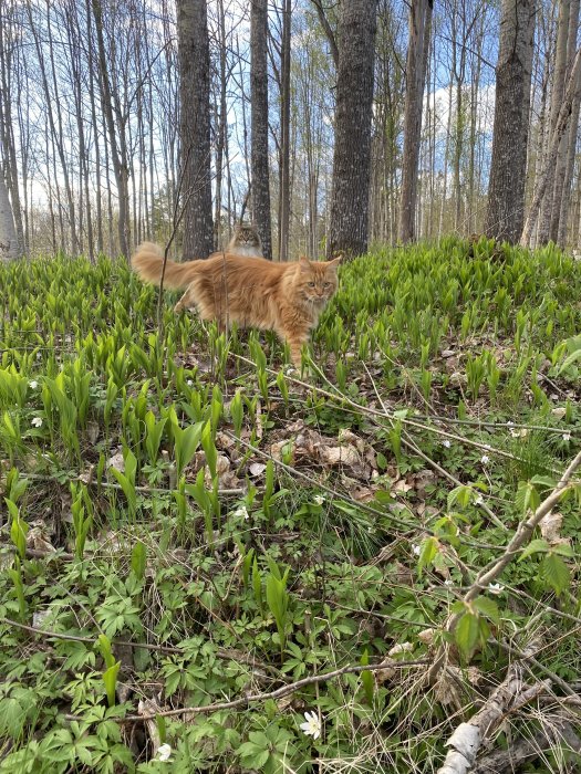 En röd katt går genom en grön skogsglänta med ljust gröna växter och träd i bakgrunden.