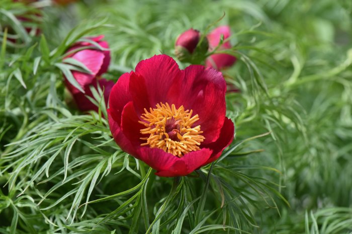 Röd Paeonia tenuifolia, dillpion, med gul mitt omgiven av grönt, fint bladverk.