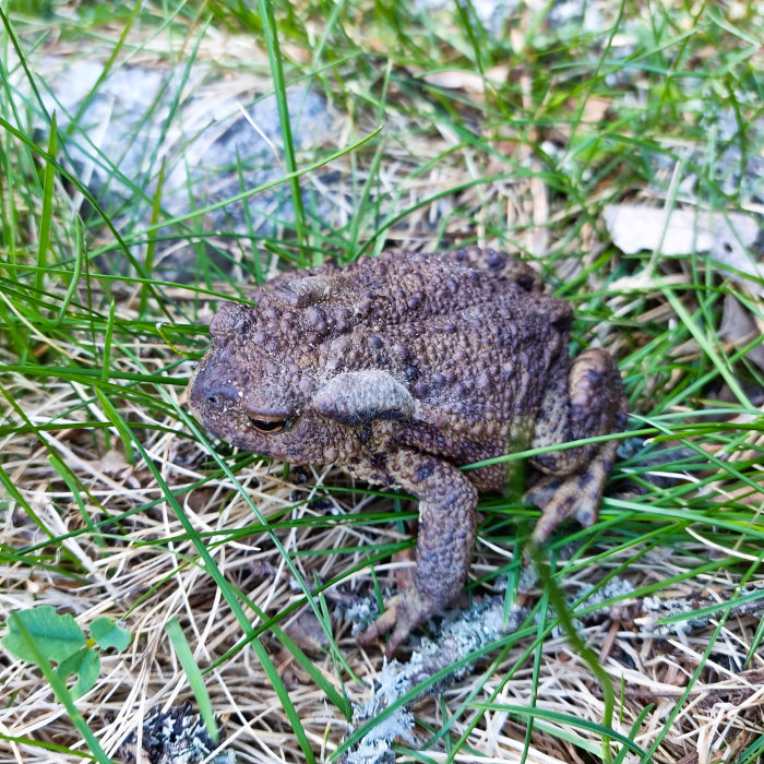 En padda gömmer sig bland gräs och löv vid en uppfart.