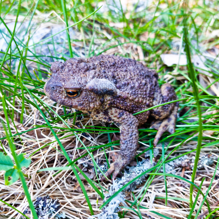 En padda i gräset nära en uppfart.