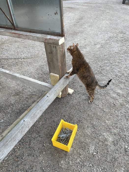 Äldre brun katt som undersöker en byggarbetsplats med en gul låda full av spikar.