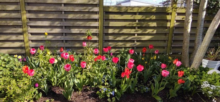 Blomstrande trädgårdsland med rosa och röda tulpaner framför ett trästaket.