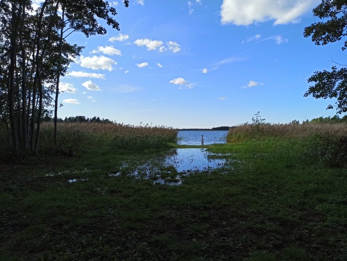 Vattenfylld sommarstugetomt med träd och vass vid strandkant, blå himmel ovan.