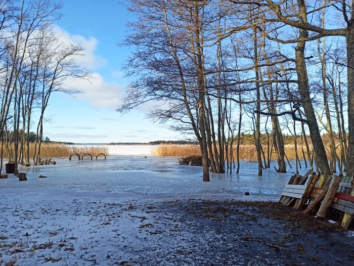 Snötäckt mark vid strandkant med halvdränkt skog och rishög på en vinterdag.