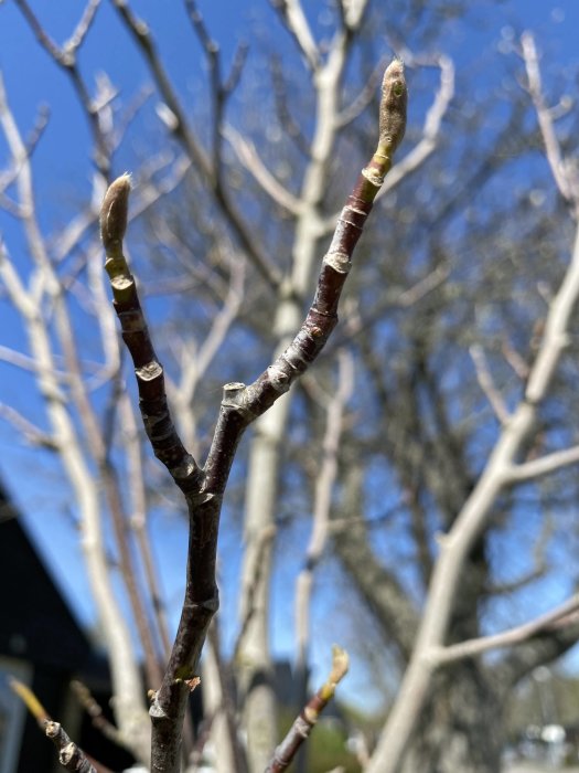 Närbild på en magnoliagren utan blad med flera knoppar mot en klarblå himmel.