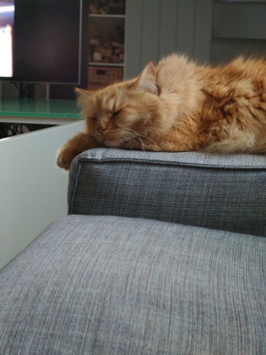 Orange katt sover bekvämt på en grå soffkudde utan jacka.