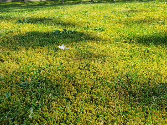 Mossbeklädd mark i skugga med några grässtrån och en ensam vit blomma.