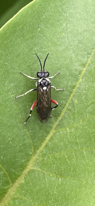 Insekt med svart kropp och röda ben på ett grönt ligusterblad.