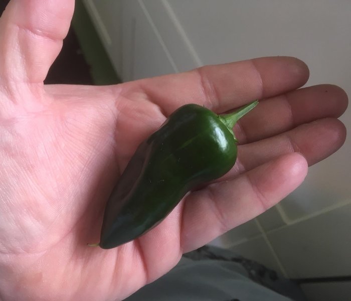 En grön padrone-pepparfrukt ligger i en personens handflata.