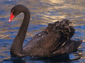 black-swan.jpg