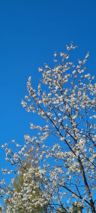 Blommande körsbärsträd med vita blommor mot klarblå himmel.