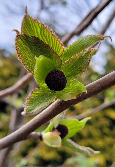 Närbild på ett träd med knoppar och unga stödblad, en blivande blomma i fokus.