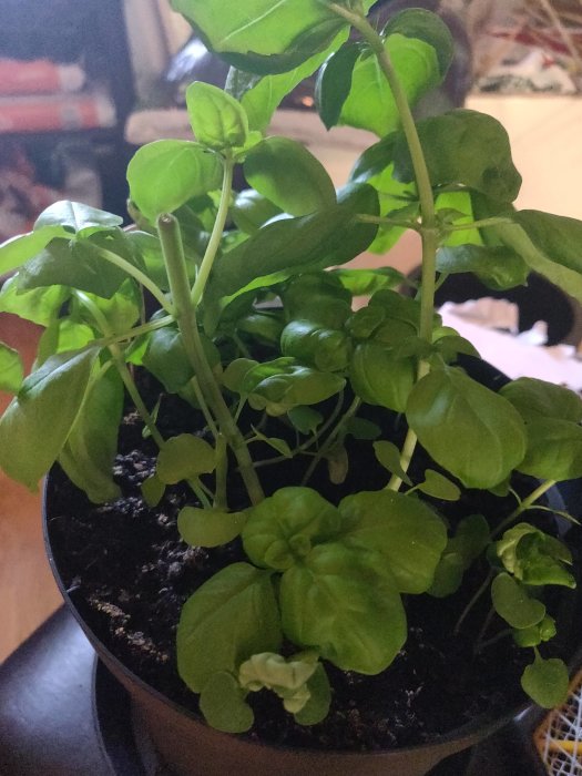 Lush green basil plants growing in a pot with visible new cuttings, indicating propagation efforts.
