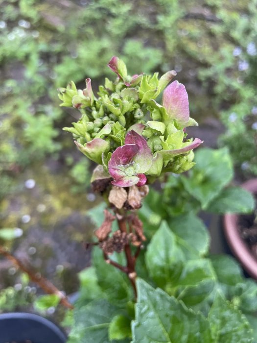 Hortensia på väg att blomma med knoppar och några utslagna rosa blommor mot suddig bakgrund.