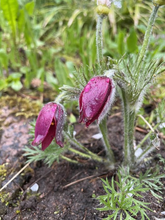 Två rosa blommor av Löjtnantshjärta med vattendroppar på, i en trädgård.