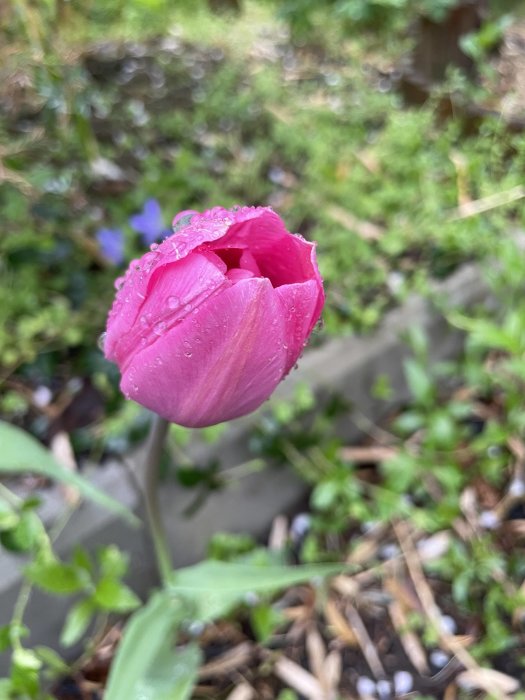 Närbild på en rosa tulpan med vattendroppar mot suddig grönska.