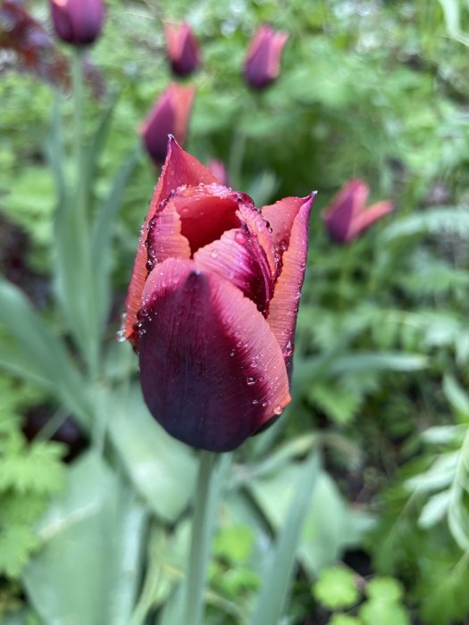 Röd tulpan med vattendroppar på blombladen i en trädgård.