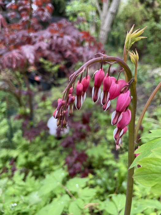 Närbild av ett löjtnantshjärta med rosa blommor och suddig bakgrund av en japansk lönn.