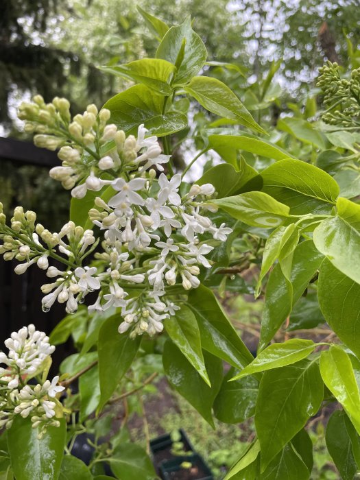 Närbild på syren i blom med outslagna blomknoppar och gröna blad, regndroppar syns på bladen.