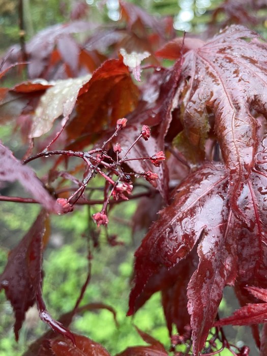 Närbild av en japansk lönn med små blommor och röda blad täckta av regndroppar.