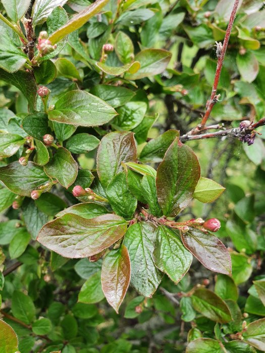 Gröna och rödaktiga blad av häckoxbär 'Cotoneaster Lucidus' med knoppar.