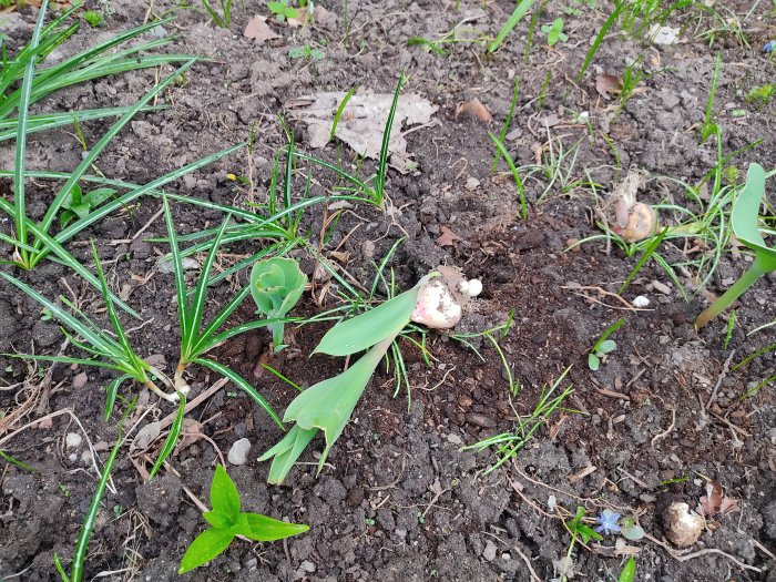 Tulpaner nedklippta av rådjur med synliga lökar och avklippta stjälkar i jorden.