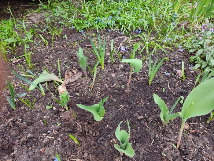 Tulpanplantor med avbitna stjälkar och skadade lökar i en trädgård, tydlig skada av rådjur.