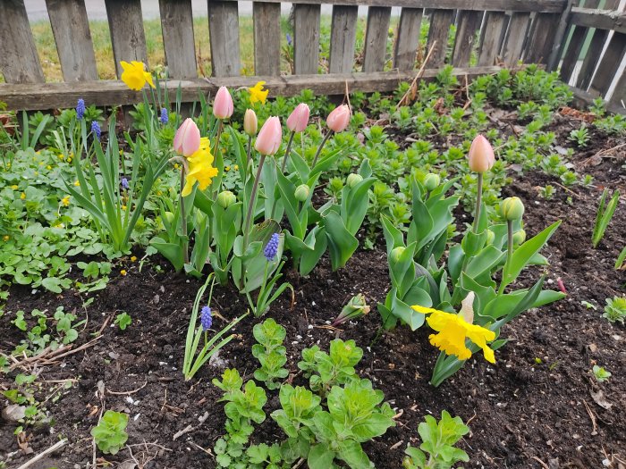 Blomsterträdgård med avbetade tulpaner och hela påskliljor, skadad av rådjur.
