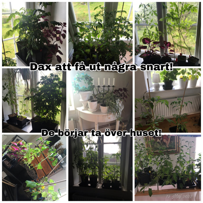 Kollage av inomhusodlade plantor i olika fönster, växter nära att ta över rummet.