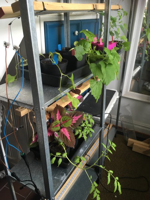 Inomhusodling med plantor och tomater på ett hyllsystem med växtlampor.