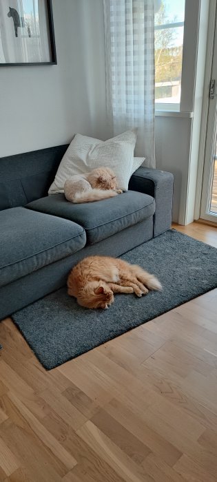 Två katter som vilar, en på en grå matta på golvet och en på en soffa vid ett fönster.