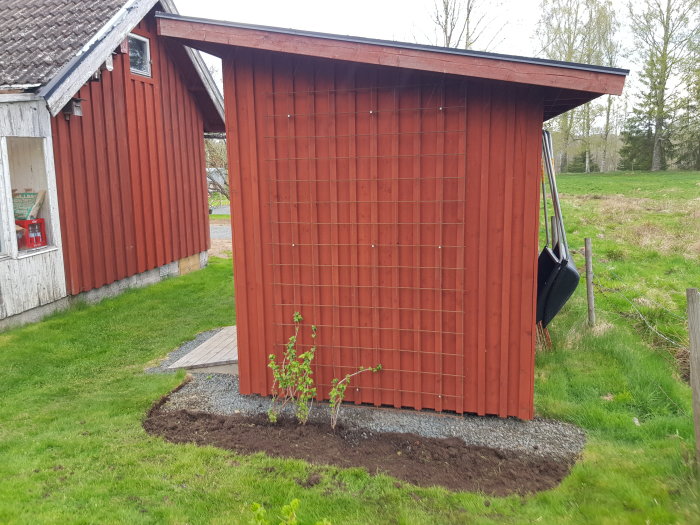 Nygrävd rabatt vid röd trädgårdsbod med en ung vinplanta, omgiven av gräs och en grusgång.