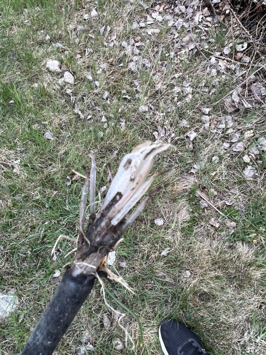 Avsliten kabel som sticker ut ur gräsmarken.