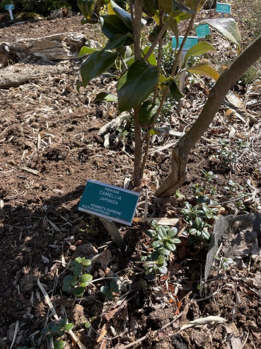 Vintergrön Camellia japonica 'Kramer's Supreme' i Botaniska trädgården, med informationskylt.