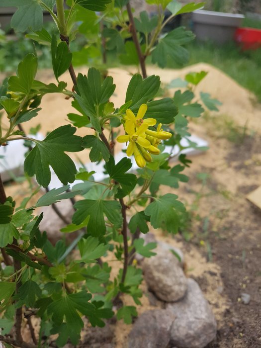 Buskplanta med gula blommor och gröna blad, ovanför bar jord och stenar, förväntades vara rosa blommor.