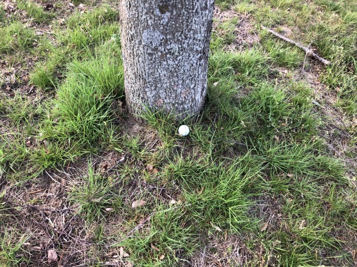 Golfboll vid trädets fot omgiven av grönt gräs och löv på marken.