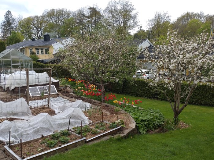 Trädgård med blommande tulpaner och äppelträd, växthus i bakgrunden och täckt grönsaksland i förgrunden.