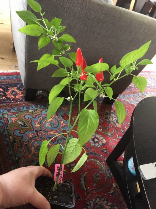 Aji Lady chilipepparplanta i kruka med röda frukter inomhus, odlad 2022.