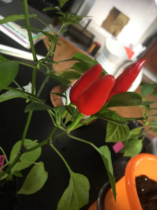 Aji Lady-chiliväxt med mogna röda frukter mot inomhus bakgrund.