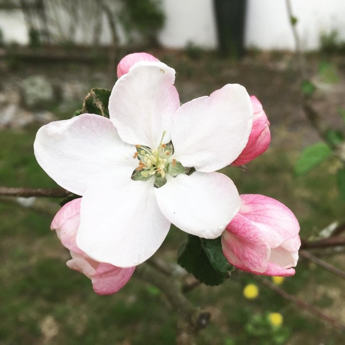 Närbild på ett blommande äppelträd med rosa och vita äppelblommor.