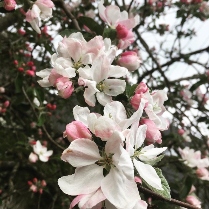 Närbild av äppelblom på träd med vita och rosa kronblad i förhoppning om höstskörd.