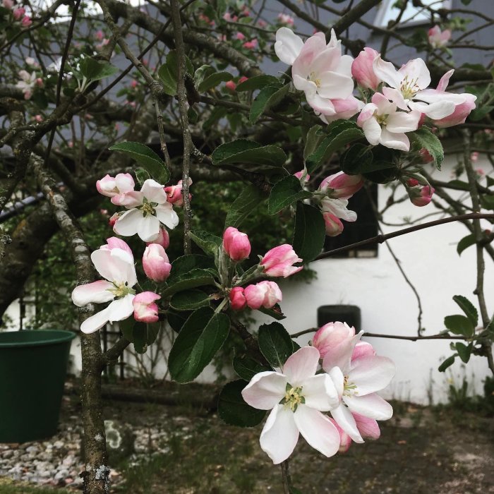 Blommande äppelträd med rosa och vita blomster mot vit husvägg.