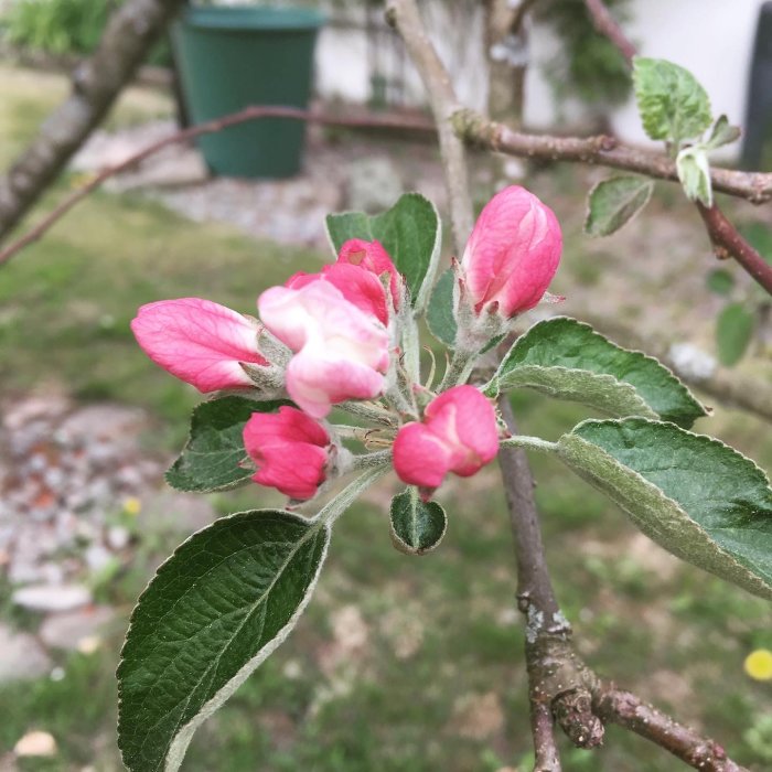 Närbild av äppelträd i blom med rosa blomknoppar och gröna blad.