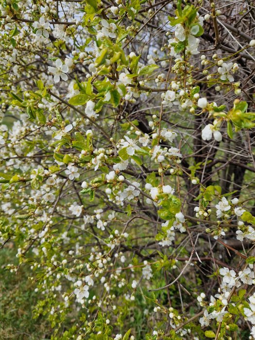 Buske med små vita blommor och ljusgröna löv på nästan bar kvist i våren.